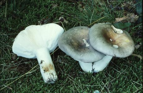 Violettgrüner Frauen-Täubling (Russula cyanoxantha) - © Helmut Pidlich-Aigner